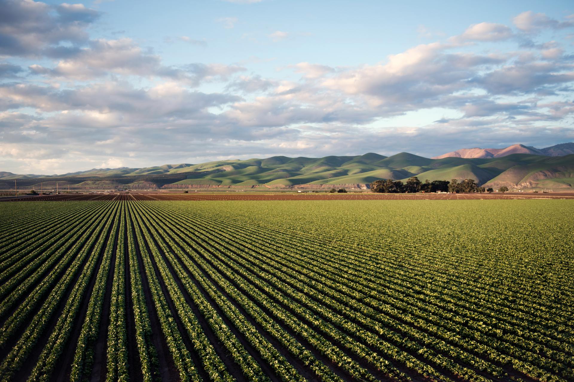 Agricultural Sector Report Reveals Difficult Relationship with Banks: Fewer Loans, More Demands, and No Special Financing Programs.